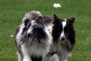 Walnut Park Off-Leash Area